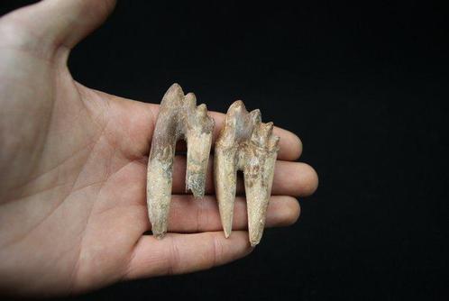 Prime walvis, buitengewoon molair van Basilosaurus -, Verzamelen, Mineralen en Fossielen