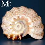 Verzamelingsschaal - Speciale kleur Harpa Major –