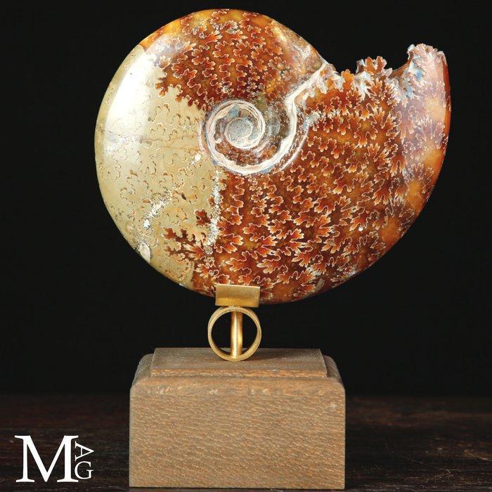 First Quality fossiele ammoniet Cleoniceras Natuurlijke, Antiek en Kunst, Curiosa en Brocante