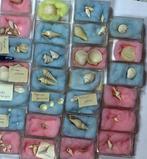 Uitgebreide fossielen schelpen collectie - Lutetian -, Verzamelen