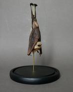 Chauve-souris Support de corps entier pour taxidermie -, Nieuw