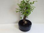 Japanese iep bonsai (Zelkova) - Hoogte (boom): 13 cm -
