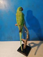 Perroquet alexandrin Support de corps entier pour taxidermie