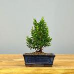 Hinoki cipres bonsai (Chamaecyparis obtusa) - Hoogte (boom):, Antiek en Kunst, Kunst | Schilderijen | Klassiek