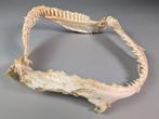 Requin nourrice Ensemble de mâchoire - Ginglymostoma sp. -, Collections