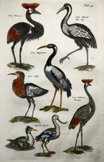 Matthäus Merian (1593-1650) - hand col. engraving birds: