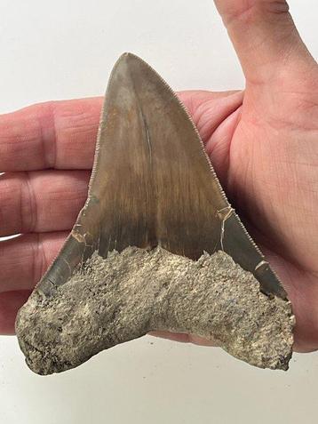 Megadolon tand 11,0 cm - Fossiele tand - Carcharocles