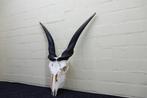 Antilope africaine Crâne - Common Eland - Taurotragus oryx -, Collections, Collections Animaux