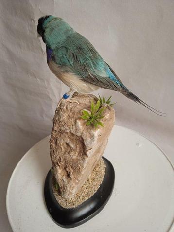 gouldiaanvink Taxidermie volledige montage - Chloebia