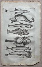 Matthaus II Merian (1621-1687) - 2 Gravures met vissen - Uit