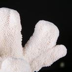 Prachtige witte koraalvertakking - Stylophora - Madrepora