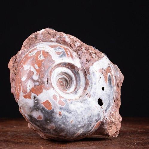 Rare spécimen fossile indonésien - Ammonite - Animal, Verzamelen, Dierenverzamelingen