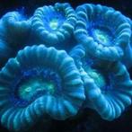 Caulastrea spp Blue S (2-3 koppen), Dieren en Toebehoren, Vissen | Aquariumvissen