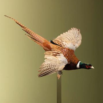 Fazant Vliegend Taxidermie Opgezette Dieren By Max, Ophalen of Verzenden, Opgezet dier