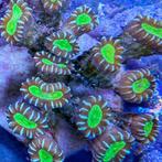 Caulastrea Star Mint S (2-3 koppen), Verzenden, Nieuw