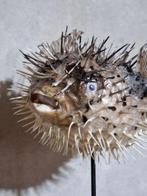 Diodon hystrix op Sokkel Taxidermie volledige montage -, Antiek en Kunst
