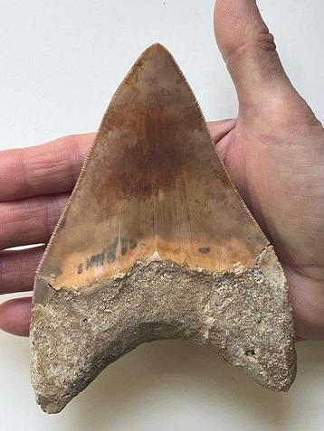 Enorme Megalodon tand 14,1 cm - Fossiele tand - Carcharocles