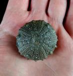 Indrukwekkende zee-egel !!! - Uitzonderlijke grootte in deze