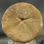 Grote, fijn bewaard zee-egel - Gefossiliseerd dier - Clypeus, Verzamelen