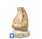 Griffe de dinosaure théropode rare et non identifiée —