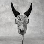 Sans prix de réserve - Crâne de chèvre gris authentique