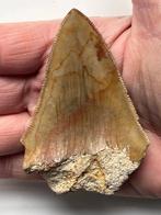 Megalodon tand 8,1 cm - Fossiele tand - Carcharocles