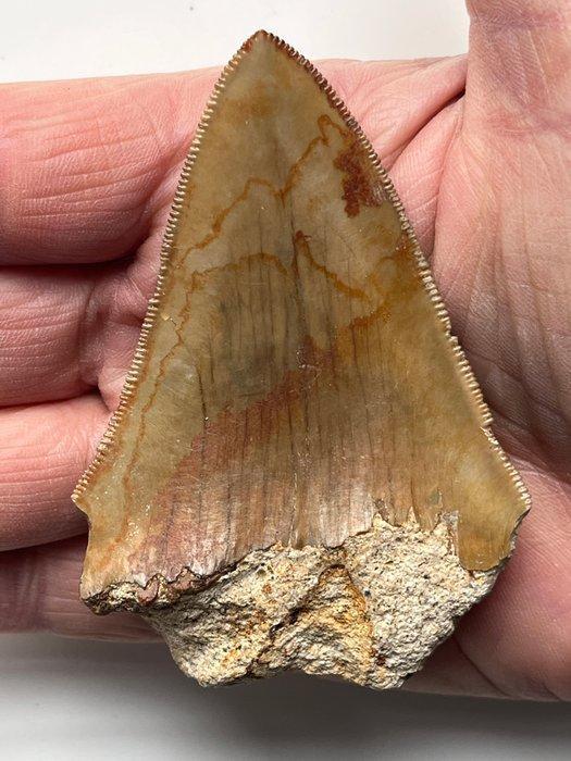 Megalodon tand 8,1 cm - Fossiele tand - Carcharocles, Antiek en Kunst, Curiosa en Brocante