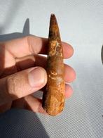 Dinosaurus - Fossiele tand - Spinosaurus aegyptiacus - 9.8, Verzamelen