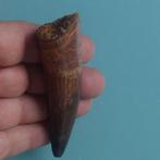 Dinosaurus - Fossiele tand - Spinosaurus aegyptiacus - 95 mm, Verzamelen