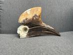 calao a casque jaune Crâne d’oiseau - Ceratogymna elata - 15, Collections