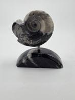 Ammoniet - Gefossiliseerd dier - Polished ammonite fossil on, Collections