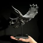 SANS PRIX DE RÉSERVE - Réplique de crâne de dinosaure