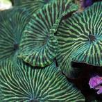 Discosoma Striatus (Green Stripe) (2 stuks), Dieren en Toebehoren, Vissen | Aquariumvissen