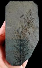 Fossiele plant met uitzonderlijk goed bewaard gebleven!! -