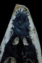Zeereptiel - Fossiele schedel - Nothosaurus - 30 cm - 14 cm, Verzamelen, Mineralen en Fossielen