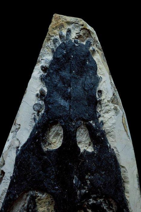 Zeereptiel - Fossiele schedel - Nothosaurus - 30 cm - 14 cm, Verzamelen, Mineralen en Fossielen