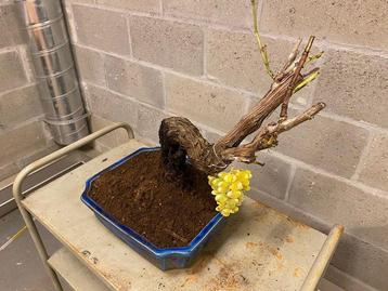 vitis vinifera (raisin) - Hauteur (arbre) : 45 cm -