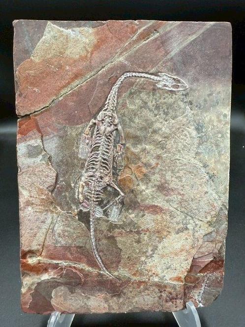 Fossiele plaatmatrix - Keichousaurus sp. - 17 cm - 12 cm, Verzamelen, Mineralen en Fossielen