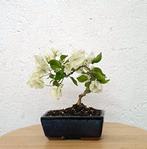 Bougainvillea bonsai (Bougainvillea glabra) - Hoogte (boom):