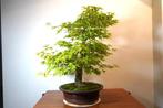 Japanese maple bonsai (Acer palmatum) - Hoogte (boom): 72 cm