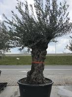 Nieuwe lading prachtige oude olijfbomen met grillige stammen, Tuin en Terras, Ophalen, In pot, Olijfboom, 250 tot 400 cm