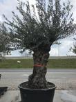 Nieuwe lading prachtige oude olijfbomen met grillige stammen