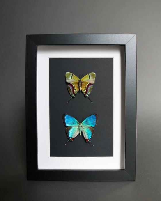 Vlinder Taxidermie volledige montage - Evenus regalis - 18, Verzamelen, Dierenverzamelingen