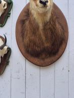 Gems Taxidermie wandmontage - Rupicapra rupicapra - très, Nieuw
