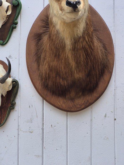Gems Taxidermie wandmontage - Rupicapra rupicapra - très, Verzamelen, Dierenverzamelingen
