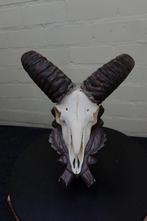 Mouton sauvage Crâne - Ovis a musimon - 21 cm - 37 cm - 32