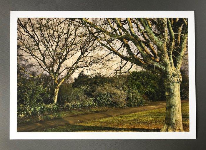 Andre Lichtenberg - Moonlight Trees, Antiek en Kunst, Kunst | Designobjecten