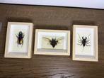 verscillende ingelijste insecten Taxidermie volledige