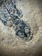 Museum 250 miljoen jaar Iguana met gastrolieten - Fossiel