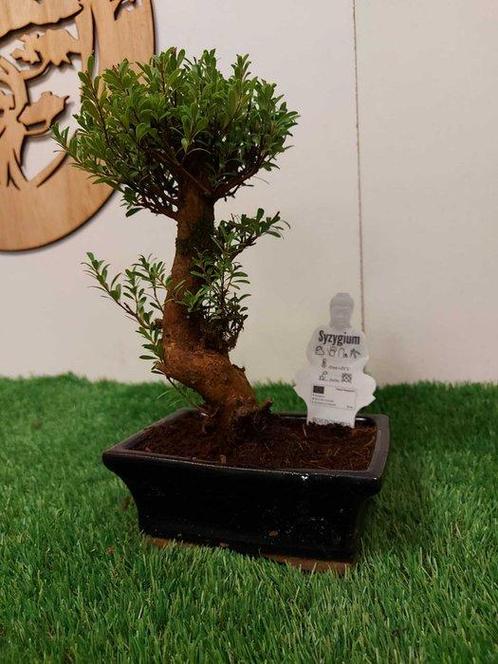 Syzygium - Hauteur (arbre) : 24 cm - Profondeur (arbre) : 13, Antiek en Kunst, Curiosa en Brocante